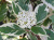 Дерен белый Sibirica Variegata / Cornus alba Sibirica Variegata дерен белый sibirica variegata / cornus alba sibirica variegata