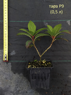 гортензия метельчатая strawberry blossom