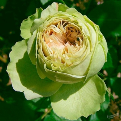 роза лавли грин (lovely green) флорибунда