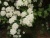 Спирея Вангутта / Spiraea Vanhouttei спирея вангутта / spiraea vanhouttei