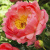 пион межвидовый гибрид pink hawaiian coral