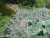 Ива ползучая Nitida / Salix repens nitida ива ползучая nitida / salix repens nitida