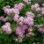 спирея японская little princess / spiraea japonica little princess