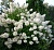 гортензия метельчатая grandiflora